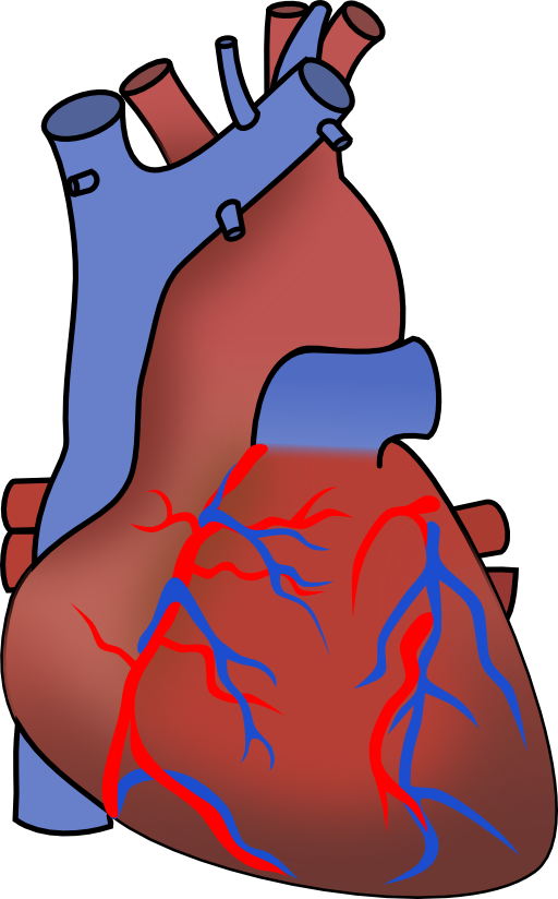 Human Heart