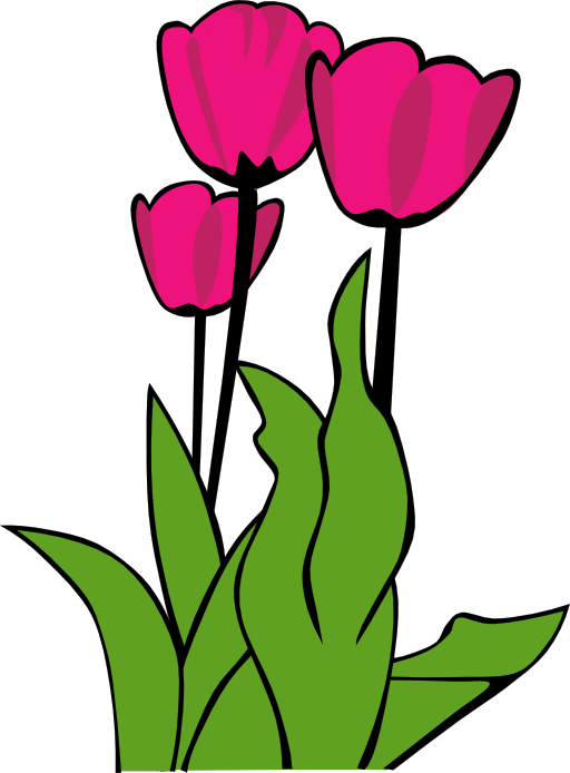 Tulips