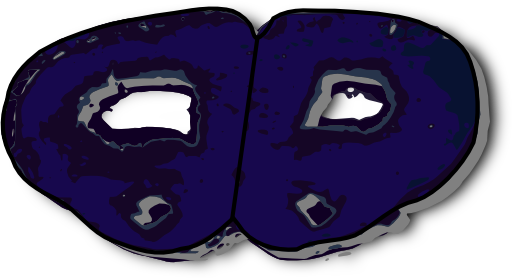 Coronal Section Rat Brain