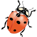 Ladybug