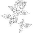 download Clematis Occidentalis clipart image with 45 hue color