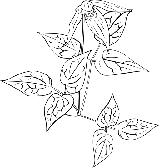 Clematis Occidentalis