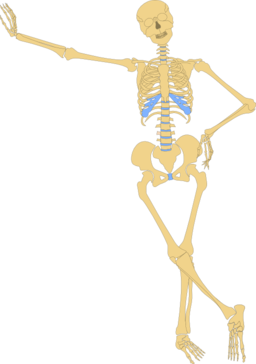 Human Skeleton Outline