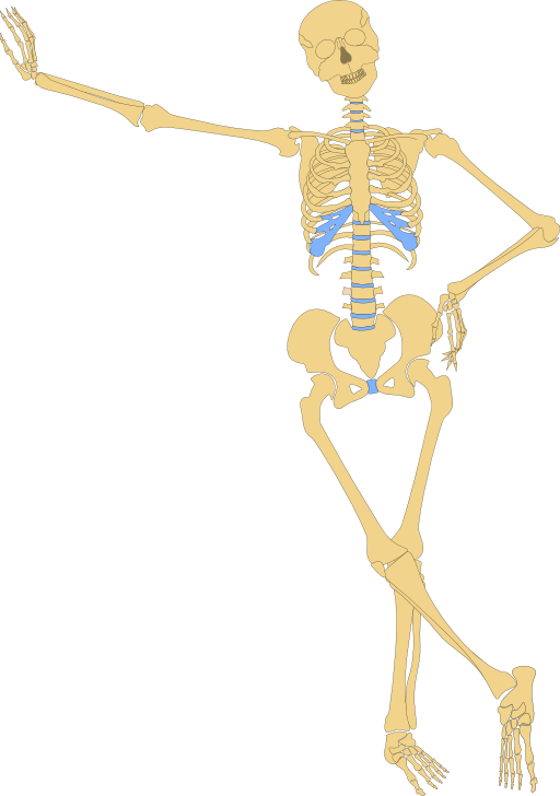 Human Skeleton Outline