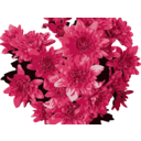 download Red Flowers clipart image with 0 hue color