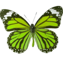 download Danaus Genutia clipart image with 45 hue color