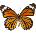 download Danaus Genutia clipart image with 0 hue color