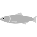 Anchovy Fish