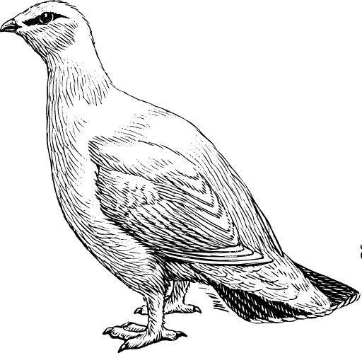 Ptarmigan