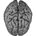 Grey Brain