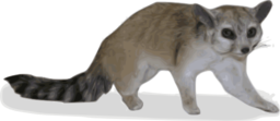 Ringtail Bassariscus Astutus