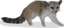 Ringtail Bassariscus Astutus