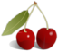 Cherries