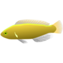 download Aquarium Fish Cirrhilabrus Jordani clipart image with 45 hue color