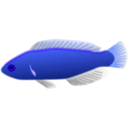 download Aquarium Fish Cirrhilabrus Jordani clipart image with 225 hue color