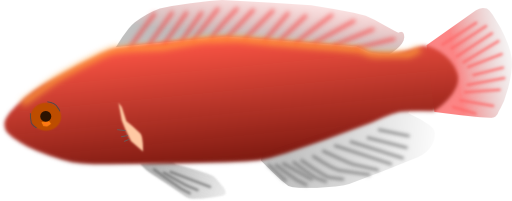 Aquarium Fish Cirrhilabrus Jordani