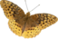 Speyeria Cybele