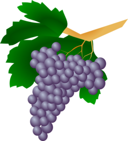 Grapes Raisin