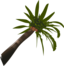 Coconut Palm