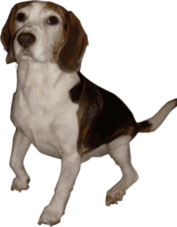 Beagle Medium Version