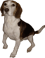 Beagle Medium Version