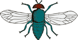 Blue Bottle Fly