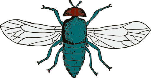 Blue Bottle Fly