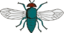 Blue Bottle Fly