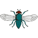 Blue Bottle Fly