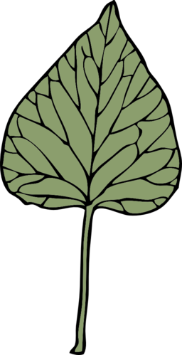 Ivy Leaf 6