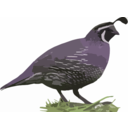 download California Quail clipart image with 45 hue color