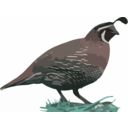 download California Quail clipart image with 135 hue color