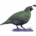 download California Quail clipart image with 225 hue color