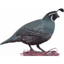 download California Quail clipart image with 315 hue color