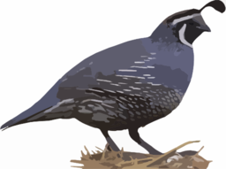 California Quail