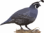 California Quail