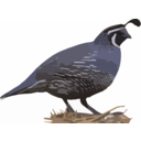 California Quail