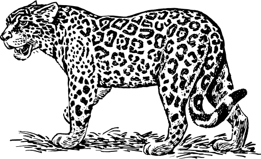 Jaguar