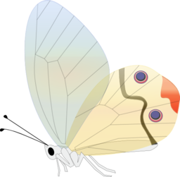 Transp Butterfly
