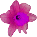 download Flower 16 clipart image with 270 hue color