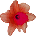 download Flower 16 clipart image with 315 hue color