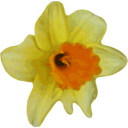 download Flower 16 clipart image with 0 hue color