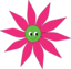 Pink Green Sun Flower