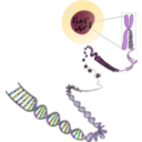 download Chromosomes Deconstructed clipart image with 45 hue color