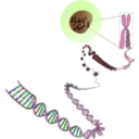download Chromosomes Deconstructed clipart image with 90 hue color