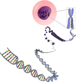 Chromosomes Deconstructed