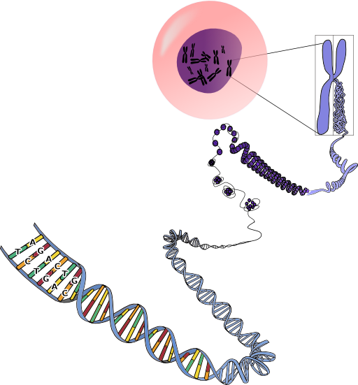Chromosomes Deconstructed