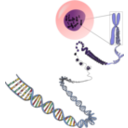 download Chromosomes Deconstructed clipart image with 0 hue color