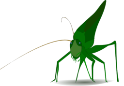 Grasshopper