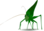Grasshopper